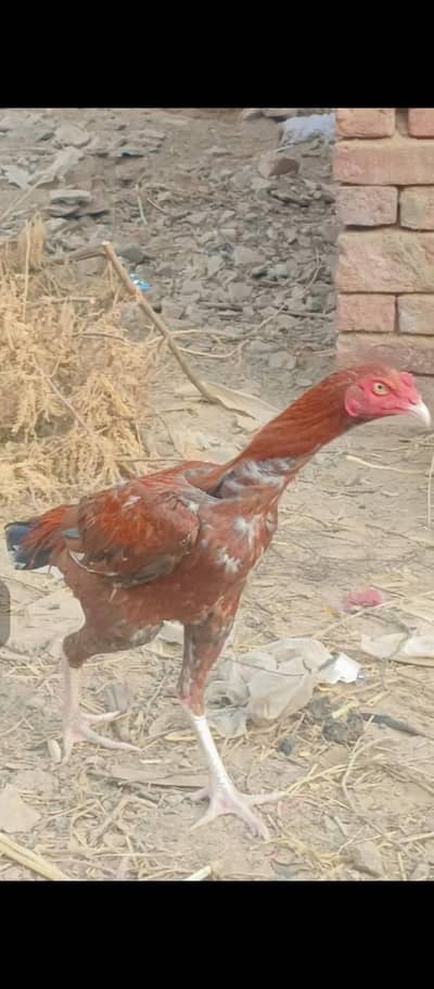 2 aseel patha for sale