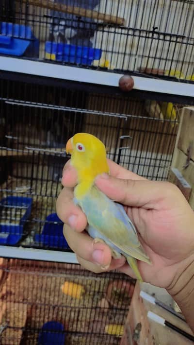 Parblue Opline PaleFelow Patha