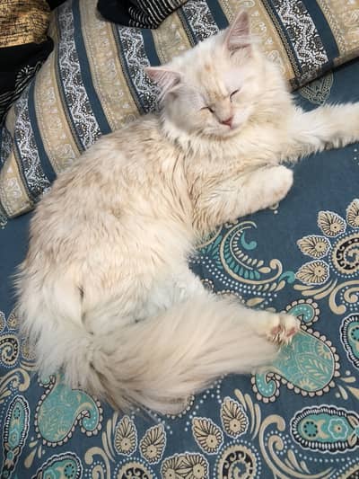 White persian cat
