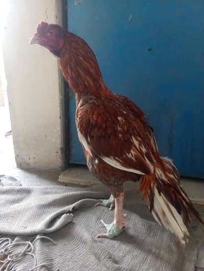 aseel kili taj male for sale only WhatsApp