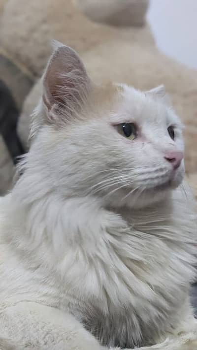 urgent sell due to shift to an other city