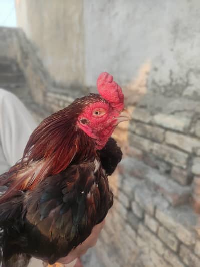 Assel Amroha Breader for sale.