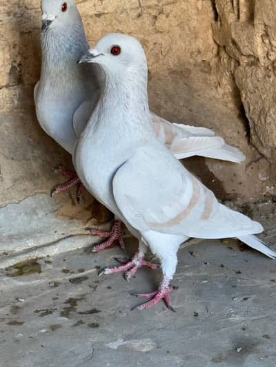 ghagre Lalbabre kashni Kutch pare