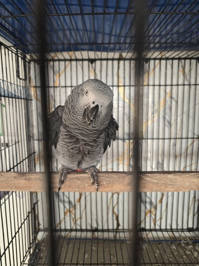African grey