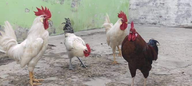 Desi , Broiler, and Misri broosters for sale
