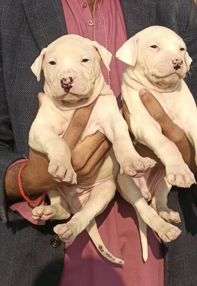 pure kohati gultair jori for sale