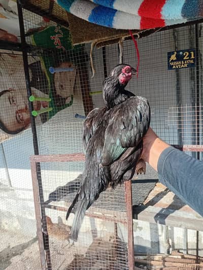 Mianwali Aseel female