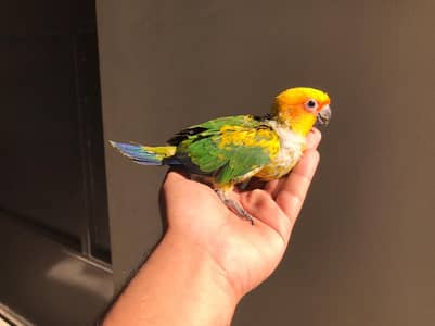sunconure chicks   sunconure