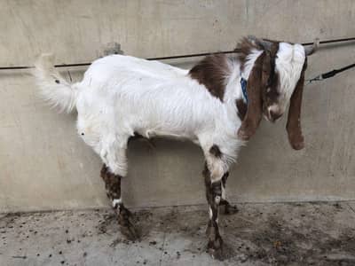 BREEDER BAKRA, READY FOR QURBANI 2026