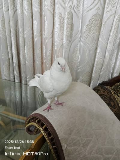 white king pegion for sale