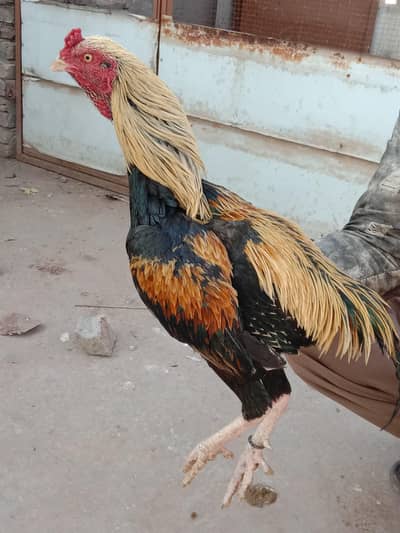 mainwali aseel pair for sale
