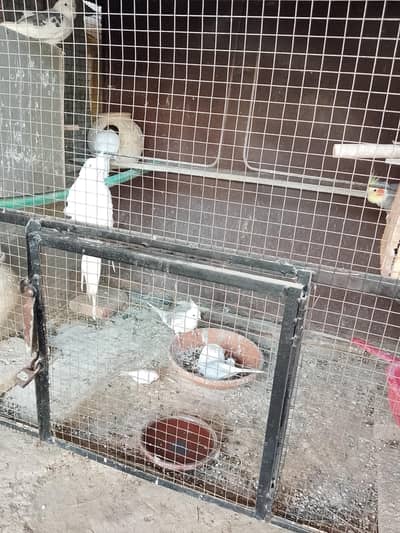 Love Birds and Cocktail Available