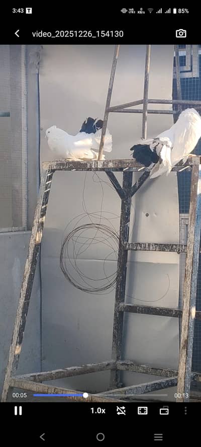 black tail, american fantail