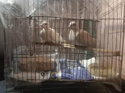 beautiful doves pair