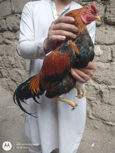 full garam murga hai