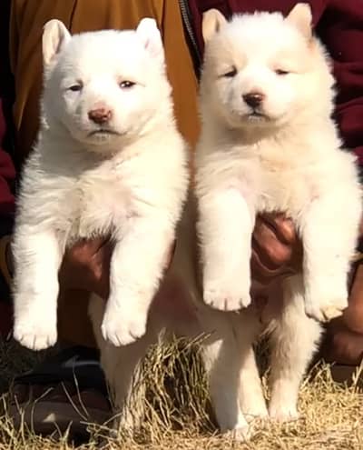 Russian puppy / pink nose puppies / Russian male , female  for sale