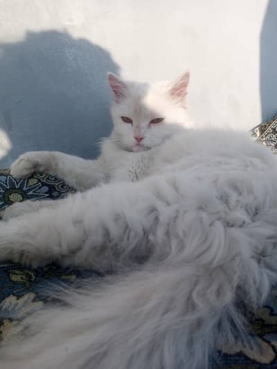 Persian cat For sale