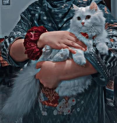 Premium Persian white Male cat - Pure Breed & Well Groomed