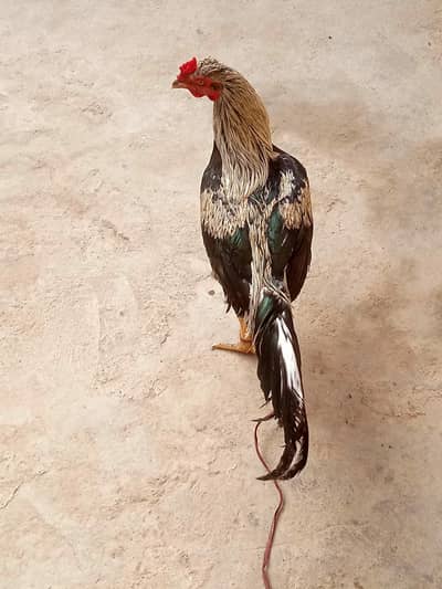 Pure Mianwali Nasl ka Murga – 1 Saal Se Upar  Whatsapp nu  03303491470