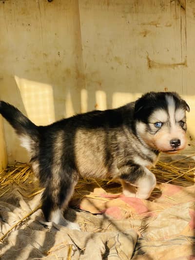 Siberian Husky puppies Available