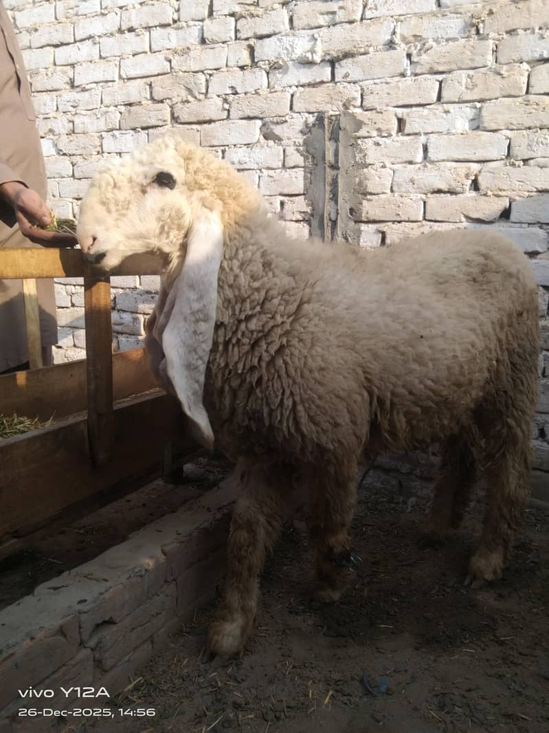 کجلا بھت  ہی اچھی چیز ہے 0