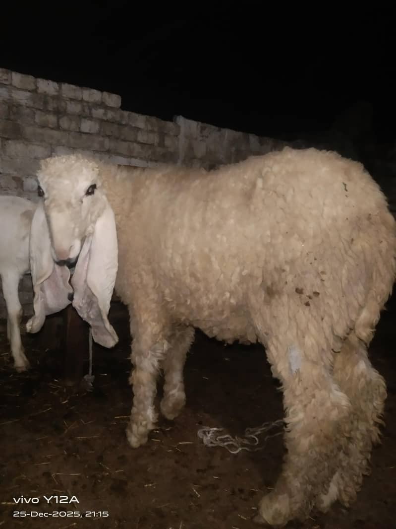 کجلا بھت  ہی اچھی چیز ہے 1