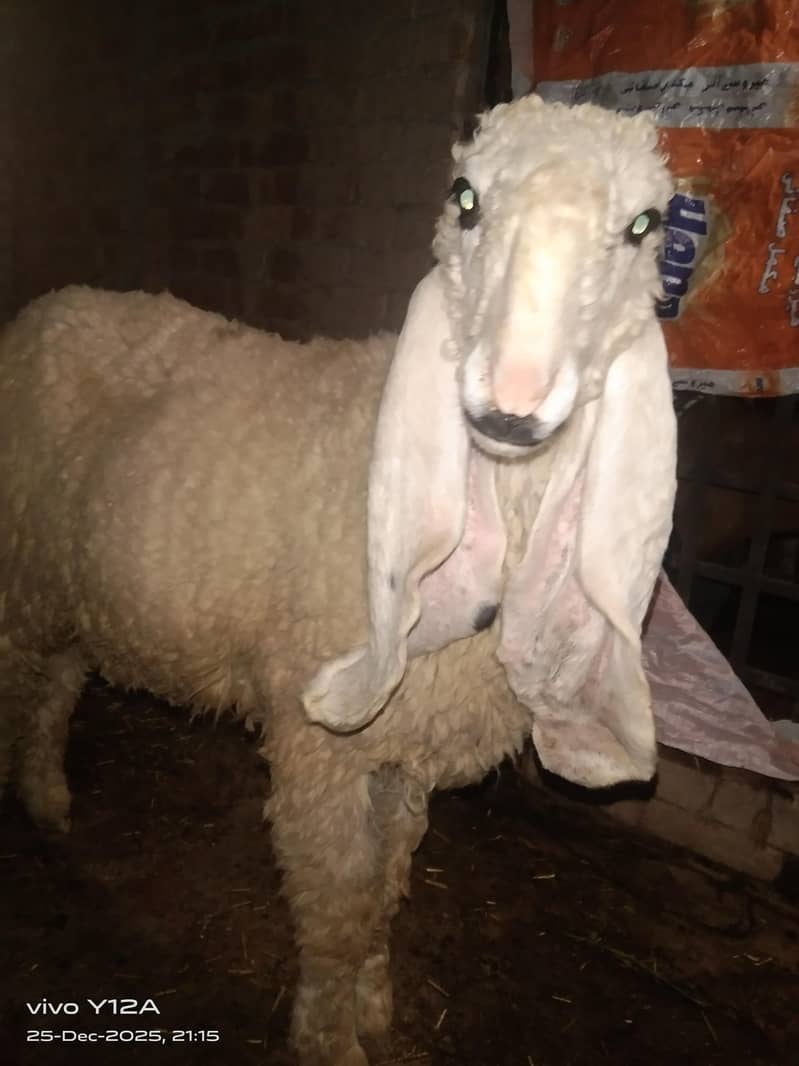 کجلا بھت  ہی اچھی چیز ہے 3