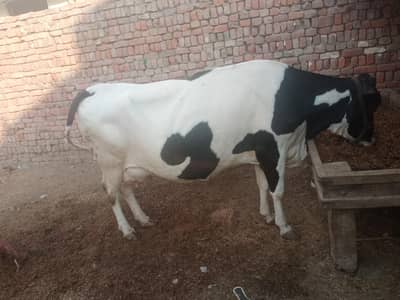 pure holestin frozen cow for sale 20 litre plus milk