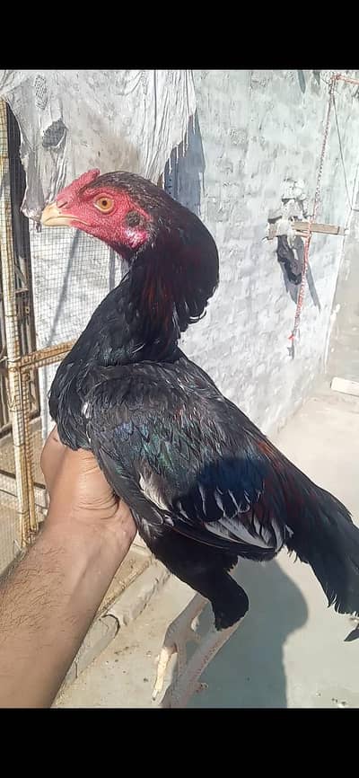 اصیل مرغ Aseel Murga