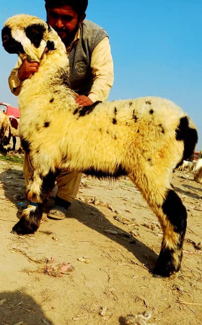 ٹاپ کوالٹی میں مندرا