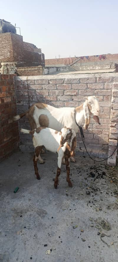 Desi Bakri or Bakra 03025151782