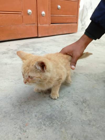 2 Persian cats argent for sale