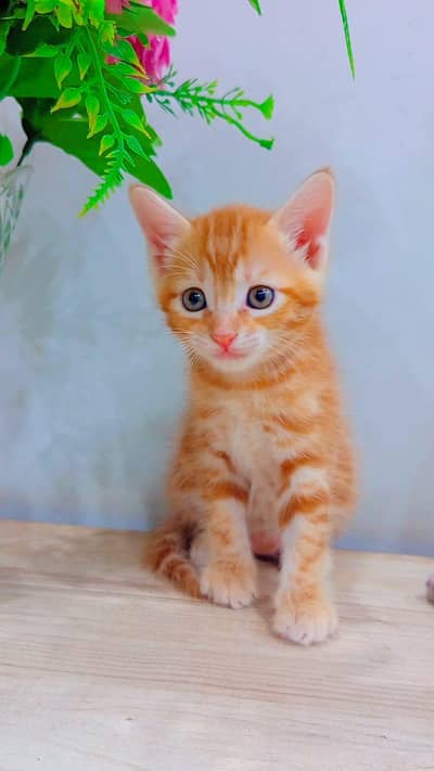 Kittens and cats for sale