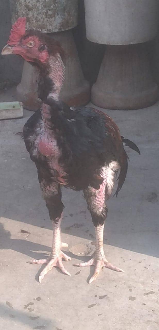 لڑائی والا مرغا 0