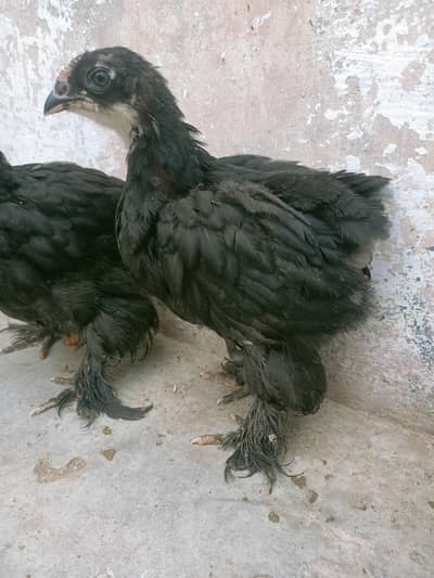 Blue heavy coachin Chiks and female