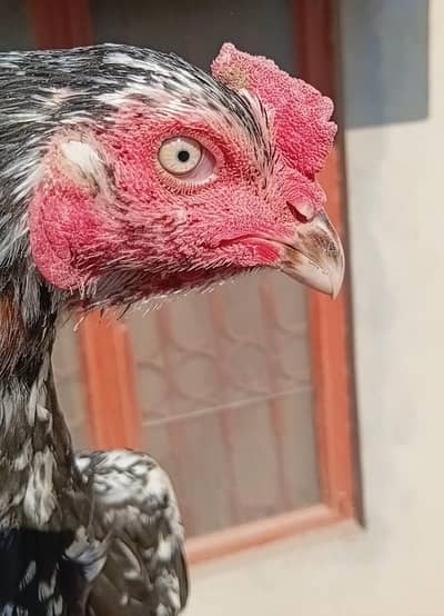 Lasani cheena Patha + Cheeni Madi + 2 White Heera Madi + Lakhi madi