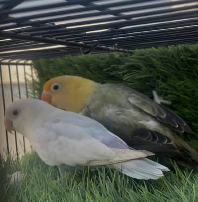 Love birds breeder