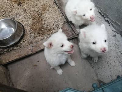 Russian zero size pink nose puppies available for new home