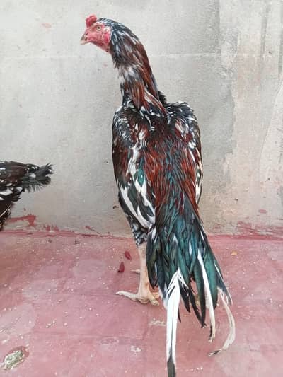 Lasani cheena Patha + Cheeni Madi