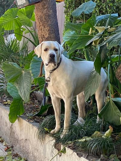 Lebrador Male Available