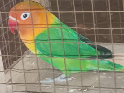 love bird breader peice forsale
