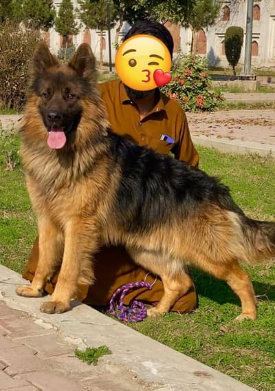 German shepherd long coat male available for sale