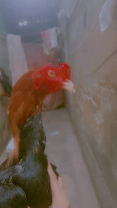 pure aseel jagire pata