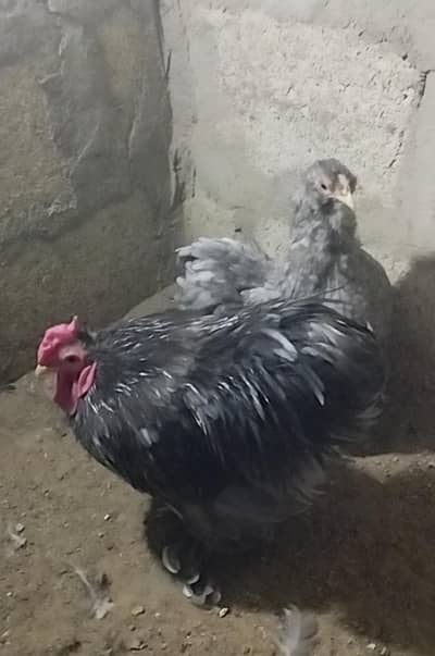 Aseel  Males & Females