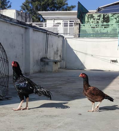 High Quality Aseel pair for sale