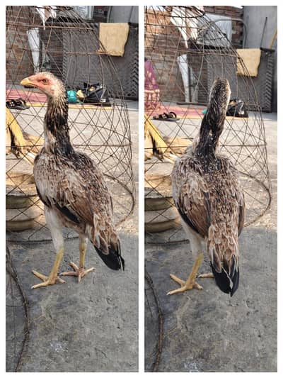 Aseel pathi 03024515597