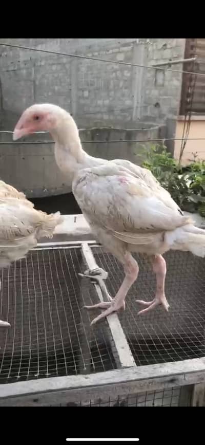 7 chuzy for sale for more updates contact on wathsapp