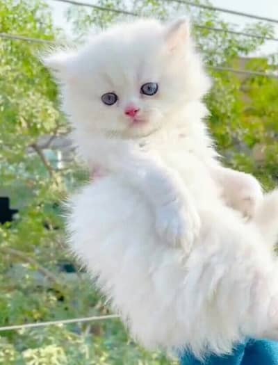 full trnd kittan tripal cote active 03181833788wtsp