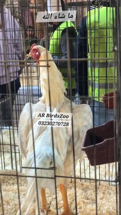 White Shamo Eggs | White Shamo Chicks | Colour Shamo eggs | chicks.