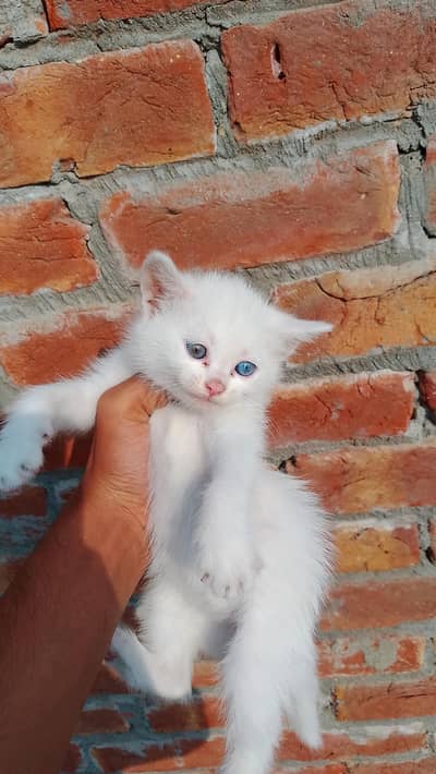 different eyes coloure in single cott